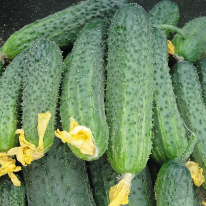 Огурец  Аванс F1 Огурец  Аванс F1