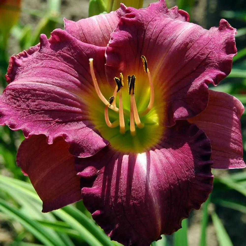 Лилейник гибридный Purple Лилейник гибридный Purple