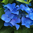 Гортензия крупнолистовая Либертин Блю
