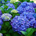Гортензия крупнолистовая Рената