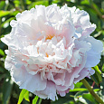 Пион травянистый Гардения Пион травянистый Гардения