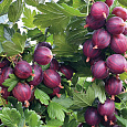 Крыжовник Пурмен