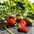 Земляника садовая Золушка Земляника садовая Золушка