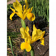 Ирис голландский Golden Beauty Ирис голландский Golden Beauty