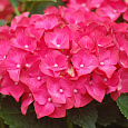 Гортензия крупнолистовая Эрли Пинк Гортензия крупнолистовая Эрли Пинк