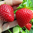 Земляника садовая Априка