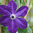 Клематис (Ломонос) гибридный Night Veil