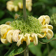 Зопник русский Creme Yellow