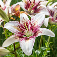 Лилия азиатская Танго Изи Спот