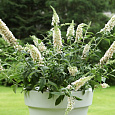 Буддлея Давида Сноу Вайт (Патио)