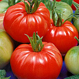 Томат Добрыня Никитич Томат Добрыня Никитич