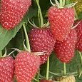 Малина ремонтантная Атлант Малина ремонтантная Атлант