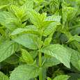 Мята Лекарственная 1 Мята Лекарственная 1