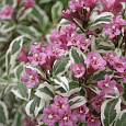 Вейгела цветущая Вервайг Вейгела цветущая Вервайг