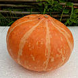 Тыква крупноплодная Улыбка Тыква крупноплодная Улыбка