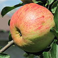Яблоня Грушовка красная Московская