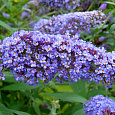 Буддлея Давида Фиолетово-голубая