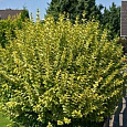 Бирючина (Волчья ягода) овальнолистная Aureum