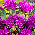 Монарда гибридная Прейринахт Монарда гибридная Прейринахт