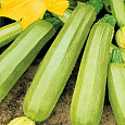 Кабачок Кавили F1 Кабачок Кавили F1
