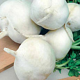 Редька Зимняя круглая белая Редька Зимняя круглая белая