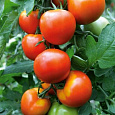 Томат Метелица Томат Метелица