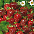 Земляника садовая Белорусочка Земляника садовая Белорусочка