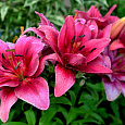 Лилия азиатская махровая Церес Лилия азиатская махровая Церес