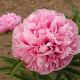 Пион травянистый Оффициналис Розеа Плена Пион травянистый Оффициналис Розеа Плена