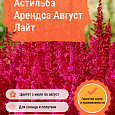 Астильба Арендса Август Лайт