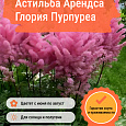 Астильба Арендса Глория Пурпуреа