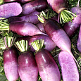 Дайкон  Пурпурный самурай Дайкон  Пурпурный самурай
