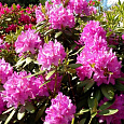 Азалия японская Пурпуртраум