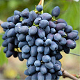 Виноград плодовый Надежда АЗОС Виноград плодовый Надежда АЗОС