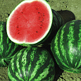 Арбуз Синчевский Арбуз Синчевский