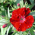 Гвоздика Чиба Скарлет