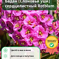 Бадан (Слоновьи уши) сердцелистный Rotblum Бадан (Слоновьи уши) сердцелистный Rotblum