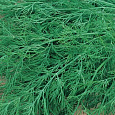 Укроп Грибовский Укроп Грибовский
