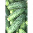 Огурец Гибридный Перента f1 Огурец Гибридный Перента f1