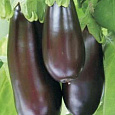 Баклажан  Солярис Баклажан  Солярис