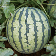 Арбуз Эдем F1 Арбуз Эдем F1