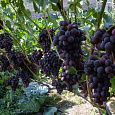 Виноград плодовый Кодрянка Виноград плодовый Кодрянка