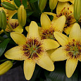 Лилия азиатская Жуан-Песоа Лилия азиатская Жуан-Песоа
