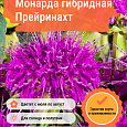 Монарда гибридная Прейринахт Монарда гибридная Прейринахт