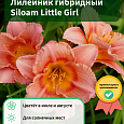 Лилейник гибридный Siloam Little Girl Лилейник гибридный Siloam Little Girl