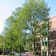 Вяз голландский Groeneveld