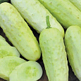 Огурец  Белый хруст F1 Огурец  Белый хруст F1