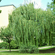 Ива белая Тристис