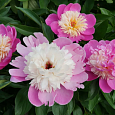 Пион травянистый Боул ов Бьюти Пион травянистый Боул ов Бьюти