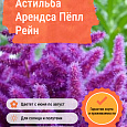 Астильба Арендса Пёпл Рейн